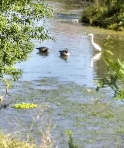 INTEX Explorer Inflatable Boat Series: Dual Air Chambers – Welded Oar Locks – Grab Handles – Bow Rope – Sporty Design Explorer 200 Set 43 61fKxSvMCvL