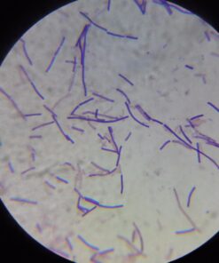 OMAX 40X-2000X LED Binocular Compound Lab Microscope w/ Double Layer Mechanical Stage + Blank Slides, Cover Slips, & Lens Cleaning Paper, M82ES-SC100-LP100 54 61fLtw9esLL 2