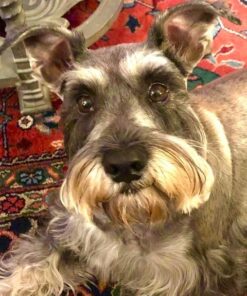 GREENIES Original Petite Natural Dog Dental Care Chews Oral Health Dog Treats, 36 oz. Pack (60 Treats) Petite Size (15-25 lb Dog) 60 Count (Pack of 1) 54 61fNVhTZOOL