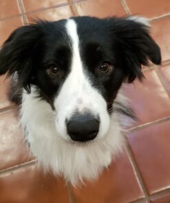 Zesty Paws Calming Chews for Dogs Composure & Relaxation for Everyday Stress & Separation Advanced Melatonin 90 Count Turkey - Melatonin 90 Count (Pack of 1) 33 61fQ6g5jNeL