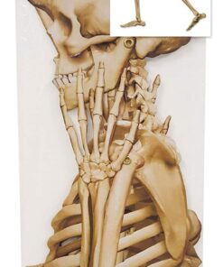 Alternative view of Profile Pete Jointed Skeleton Party Accessory (1 count) (1/Pkg) 1 Profile Pete Skeleton