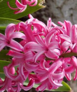 Nikon Coolpix L330 Digital Camera (Black) 21 61fa qKXAwL