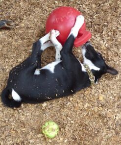 IAMS Adult Minichunks Small Kibble High Protein Dry Dog Food with Real Chicken, 30 lb. Bag,(Packaging may vary) 0 30 Pound (Pack of 1) 43 61fdYCFd9xL