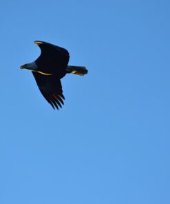 Nikon 70-300 mm f/4-5.6G Zoom Lens with Auto Focus for Nikon DSLR Cameras 31 61fge5EnFAL