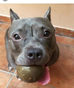 SqueakAir Ball Large Large (Pack of 1) Standard Packaging 31 61fjKfV1tSL