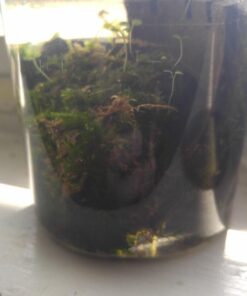 Luffy Decorative Wall or Floor Mesh Kit, 2 Pieces 41 61fnpoBta4L