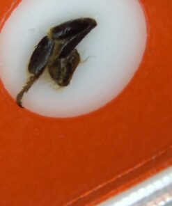 AMSCOPE-Kids 48pcs Kids Plastic Prepared Microscope Slides of Animals Insects Plants Flowers Sample Specimens for Stereo Microscopes 15 61fr JAhnAL