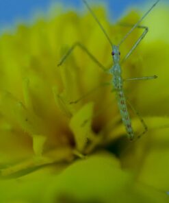 OM SYSTEM OLYMPUS M.Zuiko Digital ED 30mm F3.5 Macro For Micro Four Thirds System Camera, Compact Macro lens, 1.25x Image Maginification, Fast AF, Beautiful Bokeh Base 36 61fw5AqtPQL