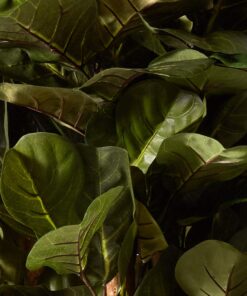 Nearly Natural 6ft Fiddle Leaf Fig Artificial Trees, 72in, Green 72 in 39 61g61rXwzEL