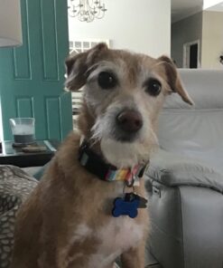 Pet 'n Shape Chik 'N Rice Dumbbells - All Natural Dog Treats, Chicken, 32 oz 2 Pound (Pack of 1) 40 61gKqOvkLVL