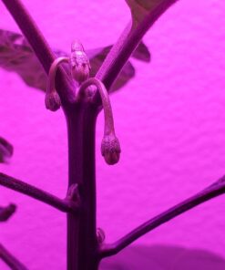 General Hydroponics MaxiGro Plant Food For Vigorous Growth, 2.2 lb 59 61gMosT8y8L