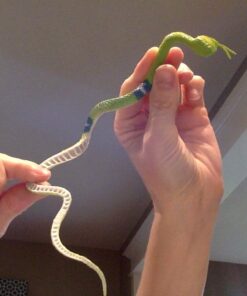 Rhode Island Novelty 14" Rain Forest Snakes | Assorted Designs | Set of 12 35 61gQCwF2RPL