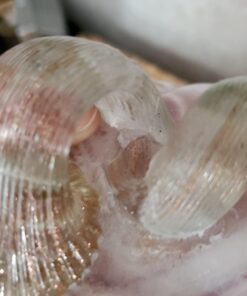 Gorilla Super Glue Gel XL, 25 Gram, Clear, (Pack of 1) 1 - Pack 44 61grA3SKlLL