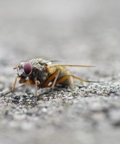 Oshiro 60mm f/2.8 2:1 LD UNC Manual Ultra-Macro Lens Compatible with Sony E-Mount a9, a7r, a7s, a7, a6600, a6500, a6400, a6300, a6000, a5100, a5000, a3500, a3000 Mirrorless Cameras (EOS-E) 59 61gug5rTNAL