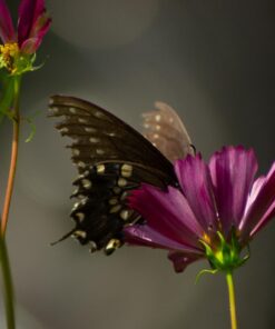 Nikon 70-300 mm f/4-5.6G Zoom Lens with Auto Focus for Nikon DSLR Cameras 45 61gwbmHTFAL