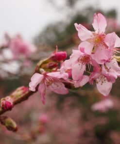 OM SYSTEM OLYMPUS M.Zuiko Digital ED 30mm F3.5 Macro For Micro Four Thirds System Camera, Compact Macro lens, 1.25x Image Maginification, Fast AF, Beautiful Bokeh Base 35 61gwnvg06gL