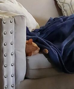 FELINE GREENIES SMARTBITES Skin & Fur Crunchy and Soft Natural Cat Treats, Chicken Flavor, 2.1 oz. Pack 2.1 Ounce (Pack of 1) 38 61hHfWHfWxL 2