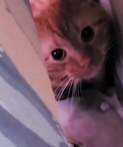 FELINE GREENIES SMARTBITES Skin & Fur Crunchy and Soft Natural Cat Treats, Chicken Flavor, 2.1 oz. Pack 2.1 Ounce (Pack of 1) 39 61hKN5RvUkL 2