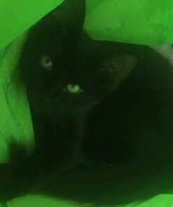 Petmate Jackson Galaxy Cat Crawl Solid Tunnel, Green/Orange 36 61hKwcIpEL