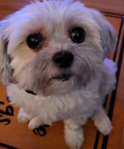 GREENIES PILL POCKETS for Dogs Tablet Size Natural Soft Dog Treats, Chicken Flavor, 3.2 oz. Pack (30 Treats) 3.2 Ounce (Pack of 1) 39 61hMBR7LirL