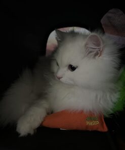 OurPets 100-Percent North American Catnip Filled Carrot Cat Toy 24 Karat OurPets 100-Percent Premium North- American Grown Cosmic Catnip Cat Toy 41 61hTbwh6hmL