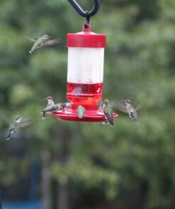 First Nature 3055 32-ounce Hummingbird Feeder 44 61hUlCiJRAL