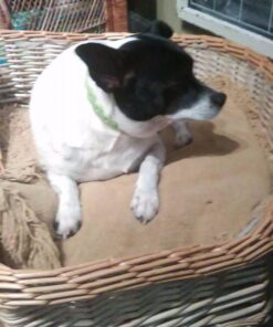 Arava Flea & Tick Collar - for Dogs & Puppies - Length-22'' - 11 Natural Active Ingredients - Safe for Babies & Pets - Enhanced Control & Defense 24 61hZid8my6L