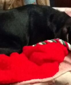 Royal Canin Labrador Retriever Puppy Breed Specific Dry Dog Food, 30 lb. bag 45 61hdJEflN L 1