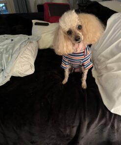 PEDIGREE CHOPPED GROUND DINNER Adult Canned Soft Wet Dog Food Variety Pack, with Chicken and with Beef, 13.2 oz. Cans (Pack of 12) Beef & Chicken 13.2 Ounce (Pack of 12) 35 61hdOJQbl6L