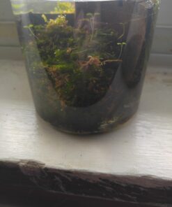 Luffy Decorative Wall or Floor Mesh Kit, 2 Pieces 42 61hiFrgrAiL