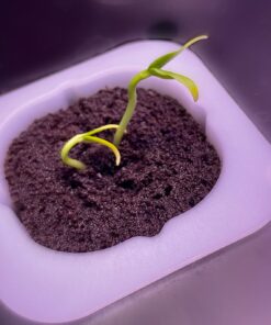 Bell Pepper Seeds for Planting - California Wonder - Heirloom Non-GMO Pepper Seeds for Planting - 100 Seeds - Sweet Pepper Matures from Green to Red by RDR Seeds 23 61hsnLw RfL