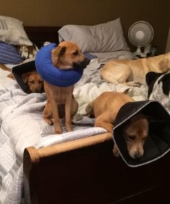 KONG - Cloud Collar - Plush, Inflatable E-Collar - For Injuries, Rashes and Post Surgery Recovery - For Medium Dogs/Cats Standard Packaging 26 61hxVylOZL