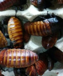 Josh's Frogs Male Madagascar Hissing Cockroach (Gromphadorhina portentosa) 27 61i0nwfjVnL