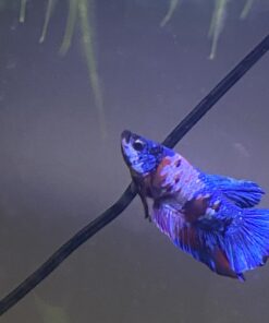 Ocean Nutrition Betta Pellets 2.65-Ounces (75 Grams) Jar 2.64 Ounce (Pack of 1) 30 61i6JcEEn L