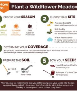 Eden Brothers Southwest Wildflower Mixed Seeds for Planting, 1/4 lb, 120,000+ Seeds with Cornflower, Blanket Flower | Attracts Pollinators, Plant in Spring or Fall, Zones 3, 4, 5, 6, 7, 8, 9, 10 1/4 Pound 11 61i7fuZzVRL