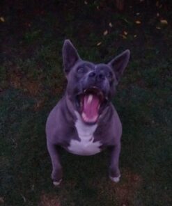 Hill's Grain Free Dog Treats, Soft-Baked Naturals with Beef & Sweet Potatoes, Soft Healthy Dog Snacks, 8 oz. Bag 35 61iB4YQIKL