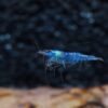 Blue Velvet Shrimp - Live Shrimp for Freshwater Aquariums or Tanks - Live Arrival Guarantee (10 Shrimp) 10 Shrimp 20 61iD3RRgQQL