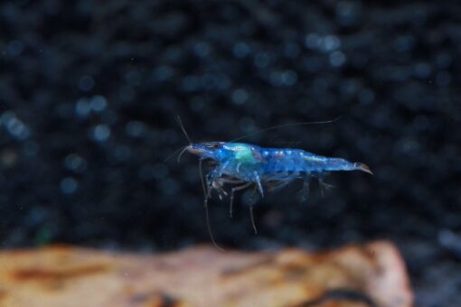 Blue Velvet Shrimp - Live Shrimp for Freshwater Aquariums or Tanks - Live Arrival Guarantee (10 Shrimp) 10 Shrimp