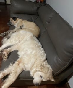 IAMS Adult Minichunks Small Kibble High Protein Dry Dog Food with Real Chicken, 30 lb. Bag,(Packaging may vary) 0 30 Pound (Pack of 1) 39 61iFUP2yxvL