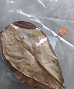 SunGrow Betta Leaves, 8”, 10 Pcs Beneficial Large Catappa Indian Almond Leaves for Overall Development in Fish Tank Aquarium, Water Conditioner Leaves Lower pH Large (8", 10 pack) 31 61iGHdN4L