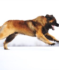 HyperWhistle The Original Worlds Loudest Whistle up to 142db Loud, Very Long Range, for Referee, Coaches, Instructors, Sports, Teachers, Life Guard, Self Defense, Survival, Emergency uses black 62 61iKMSOcEgL