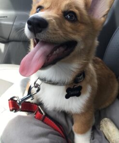 Dutchy Brand Pets Lovers Club Durable Dog Seatbelt - Heavy Duty Strap, Reflective Lines, 2 Adjustable Sizes (15-25in or 22-37in) Fits Small, Medium, Large, Extra Large Dogs Red with Reflective Stripes 26 61iNsLZ6DuL