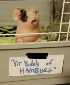 Kaytee All Natural Timothy Hay for Guinea Pigs, Rabbits & Other Small Animals, 6 Pound 6 Pound (Pack of 1) 39 61iQubHxWLL 2