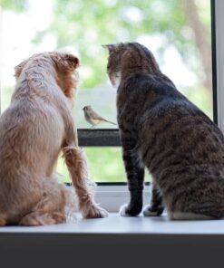 Yardly Noticed Window Bird Feeder with Removable Tray, Drain Holes, Extended Perch, 4 Suction Cups - Crystal Clear See Through Design 2017 - See Wild Birds Up Close, Great for Kids & Cats Large 22 61iRdLD50hL