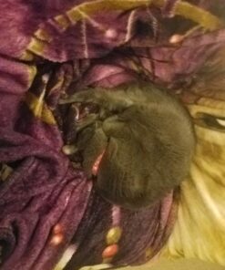 Dawhud Direct Dreamcatcher Wolf Fleece Blanket for Bed, 75" x 90" Dreamcatcher Fleece Throw Blanket for Women, Men and Kids Super Soft Plush Wolf Blanket Throw Fleece Blanket - King Size Blanket I Wolf Dreamcatcher 75" x 90" 27 61ie8aQdRUL