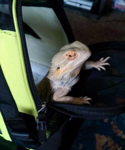 Paws & Pals Airline Approved Pet Carrier - Soft-Sided Carriers for Small Medium Cats and Dogs Air-Plane Travel On-Board Under Seat Carrying Bag with Fleece Bolster Bed for Kitten Cat Puppy Dog Taxi Green 43 61imQyC6rL