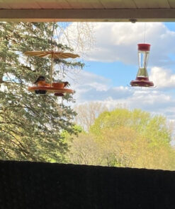 Kettle Moraine Super Oriole Recycled Orange Fruit, Jelly, Mealworm Bird Feeder w/Orange Roof 33 61inxgA2faL