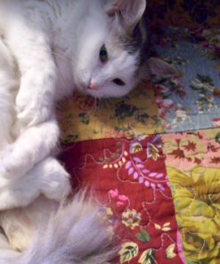 Greenland Home Antique Chic Authentic Patchwork Cotton Quilt Set, Multicolor, 3-Piece King/Cal King King/California King (3 Piece) 40 61ipTjbkwpL