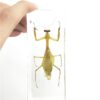Praying Mantis(Mantis)(rearhorse) Paperweight Specimen Science Education Specimens(4.4x1.6x1.1") 9 61izuhPpUAL