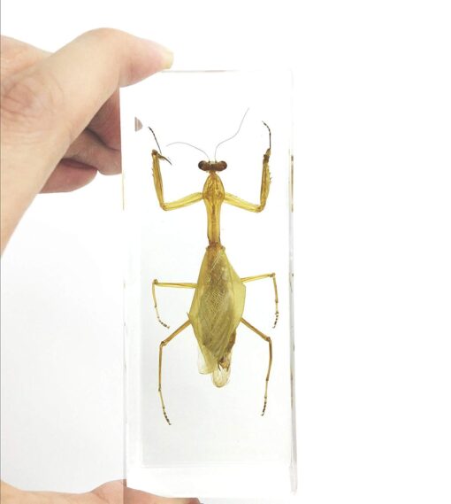 Praying Mantis(Mantis)(rearhorse) Paperweight Specimen Science Education Specimens(4.4x1.6x1.1")